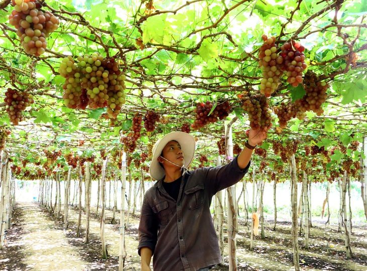 Điện hạt nhân Ninh Thuận: Người dân đồng tình, mong sớm an cư và được hỗ trợ sinh kế - Ảnh 1.